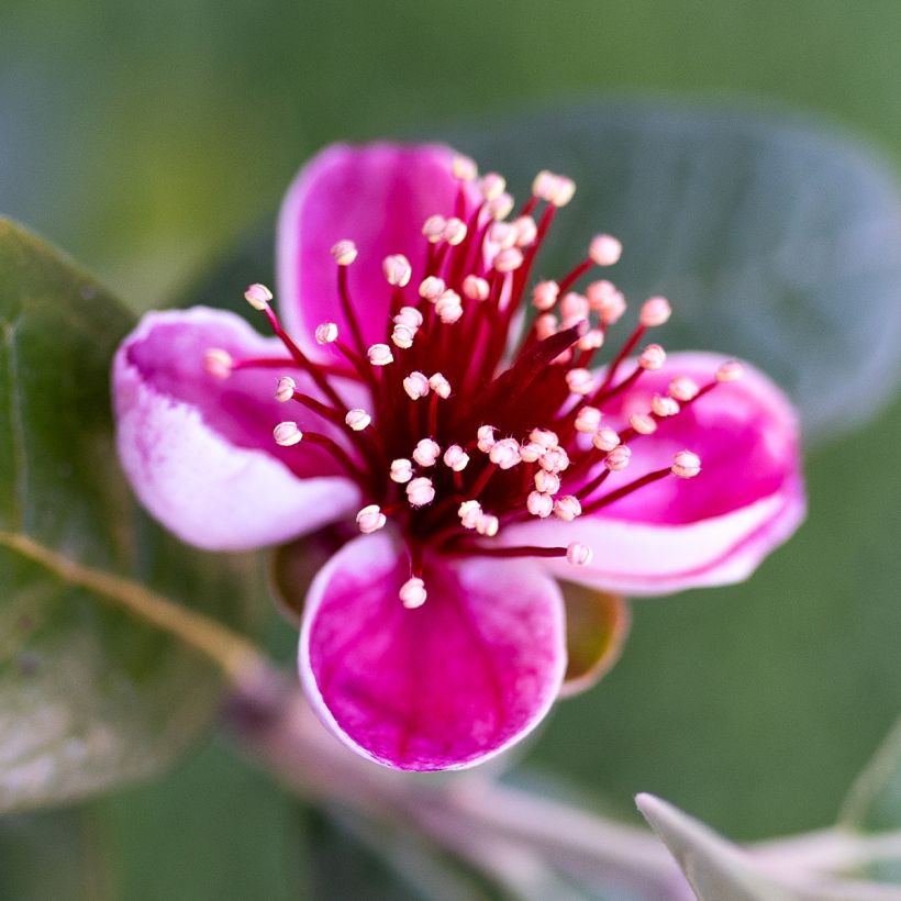 Feijoa / Goiaba-serrana Apollo - Goiabeira do Brasil (Floração)