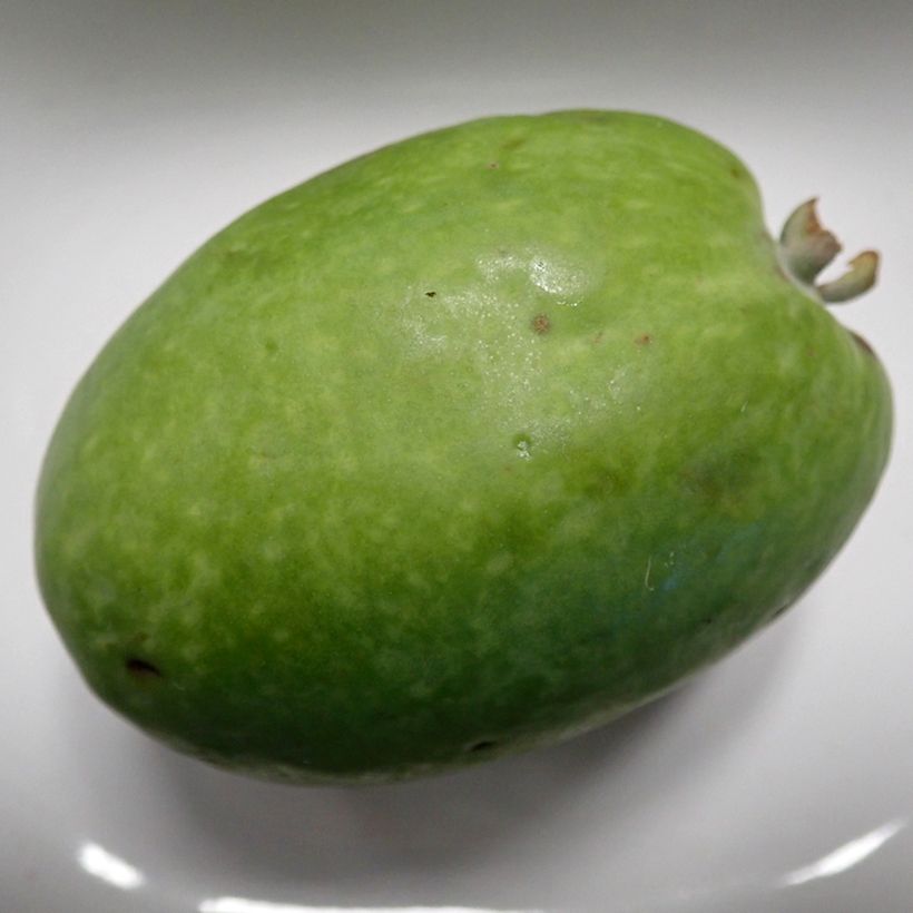 Mamute - Goiaba Brasileira (Colheita)