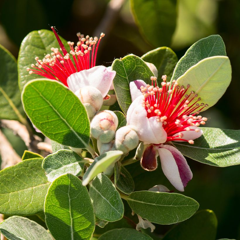 Goiabeira-serrana Triumph - Feijoa sellowiana (Floração)