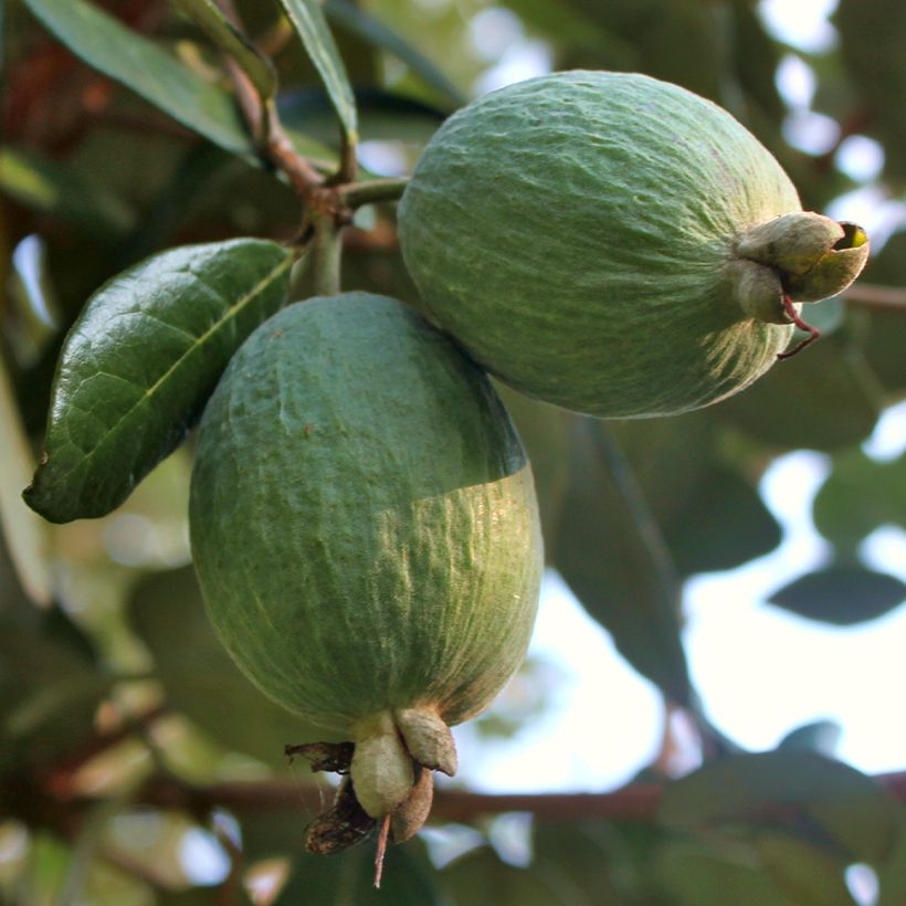 Goiabeira-serrana Triumph - Feijoa sellowiana (Colheita)