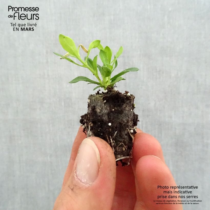 Amostra de Felicia Forever Blue - Agathea bleu Mini-torrão Ø 1,5/2,5 cm tal como entregue na primavera