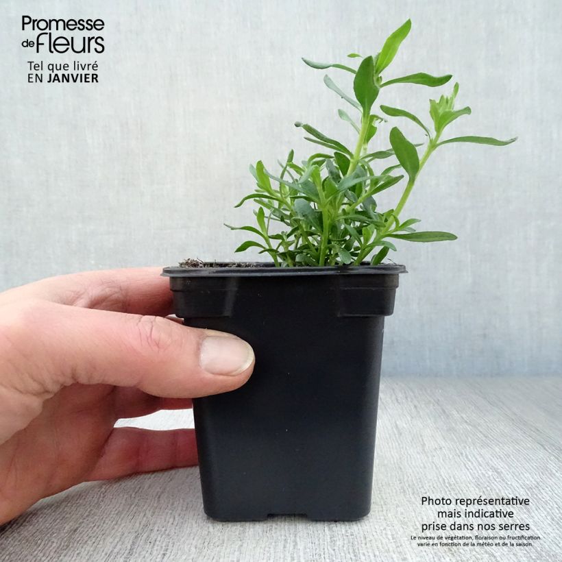 Amostra de Felicia amelloides - Aster du Cap Vaso de 7/8 cm tal como entregue no inverno