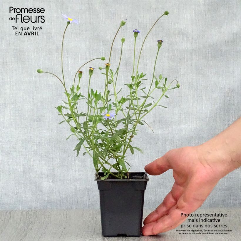 Amostra de Felicia amelloides Vaso de 7/8 cm tal como entregue na primavera