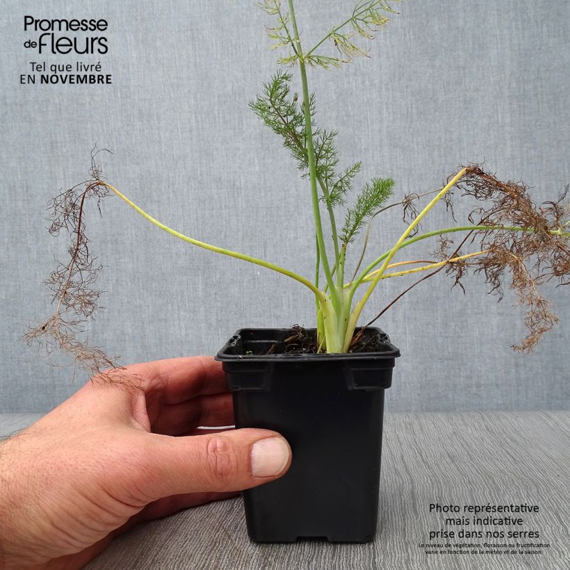 Amostra de Foeniculum vulgare Bronze Vaso de 7/8 cm tal como entregue no outono