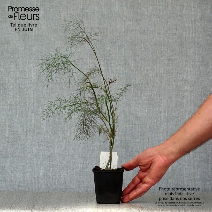 Amostra de Foeniculum vulgare Bronze Vaso de 7/8 cm tal como entregue no verão
