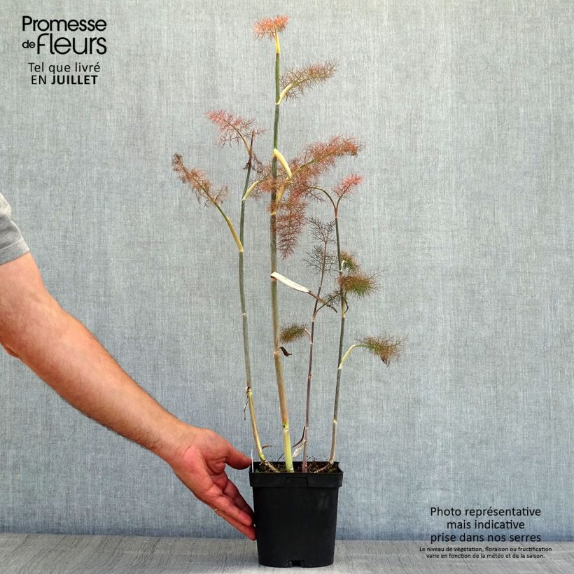 Amostra de Foeniculum vulgare Bronze Vaso de 2 L/3 L tal como entregue no verão