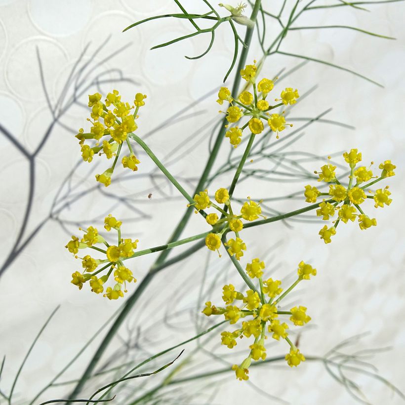 Foeniculum vulgare (Floração)