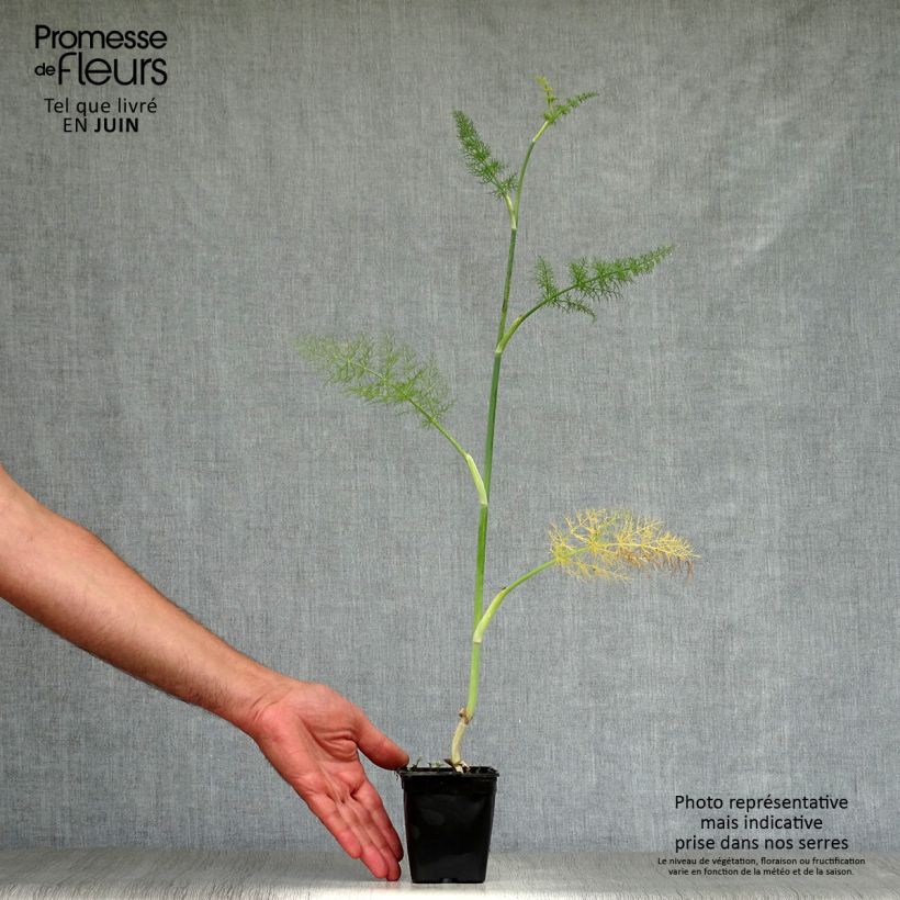 Amostra de Foeniculum vulgare Vaso de 7/8 cm tal como entregue no verão
