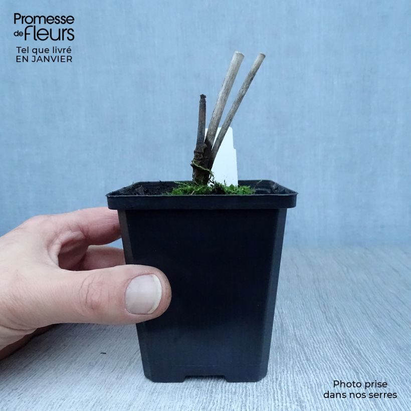 Amostra de Fenouil - Foeniculum vulgare Vaso de 7/8 cm tal como entregue no inverno