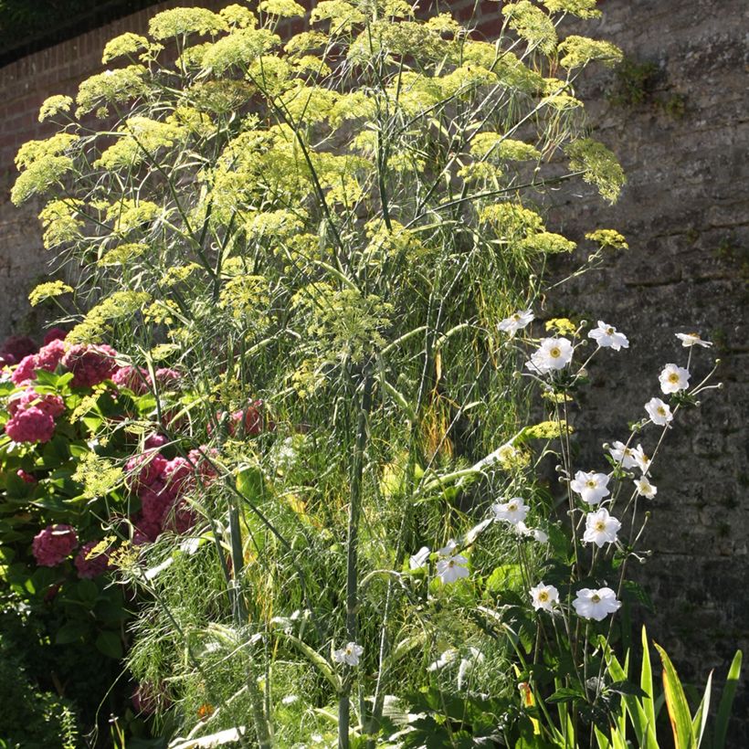 Foeniculum vulgare (Hábito)