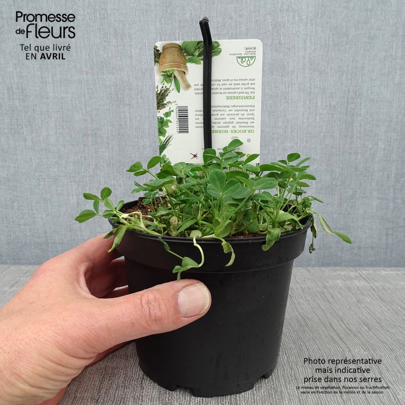 Amostra de Fenugrec en plant - Trigonella foenum-graecum Pot de 1,5L/2L tal como entregue na primavera