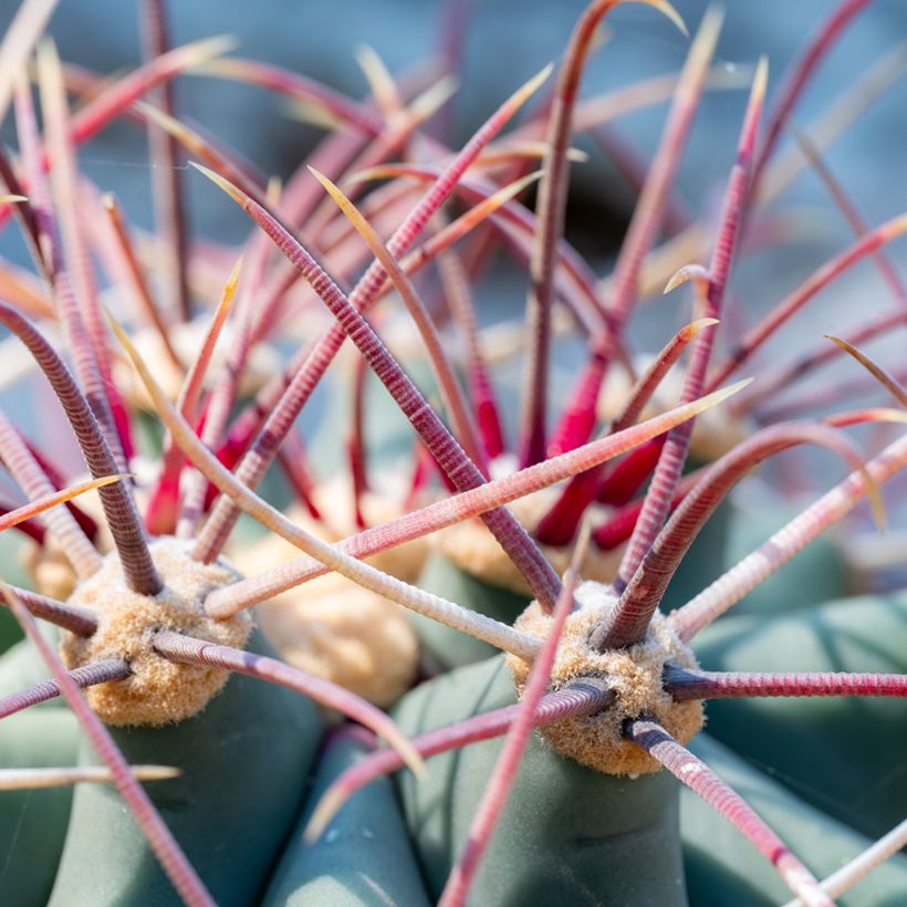 Ferocactus emoryi (Folhagem)