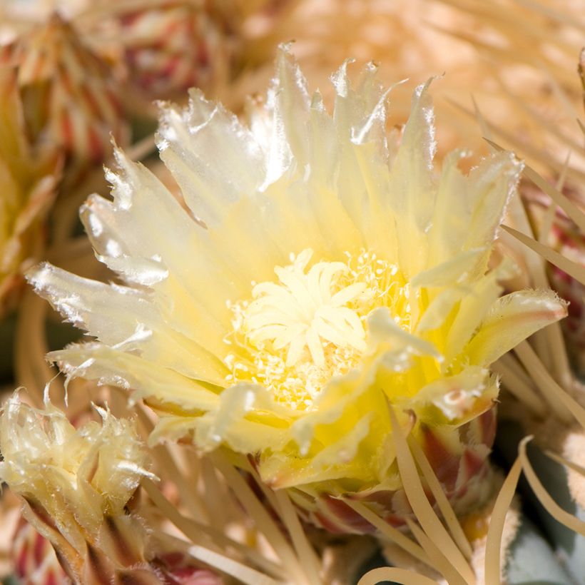 Ferocactus glaucescens (Floração)