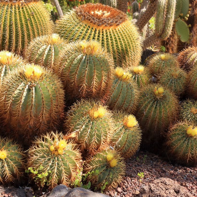 Ferocactus glaucescens (Hábito)