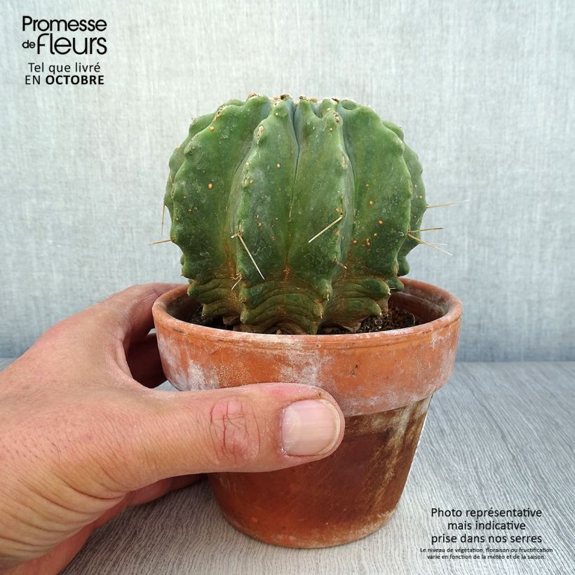 Amostra de Ferocactus glaucescens Inermis Vaso de 12 cm/13 cm tal como entregue no outono
