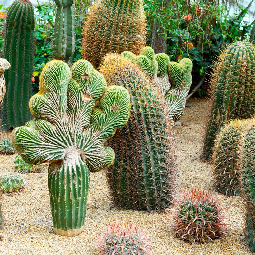 Ferocactus gracilis subsp. coloratus (Hábito)