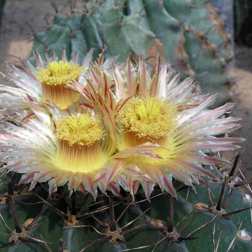 Ferocactus horridus (Floração)