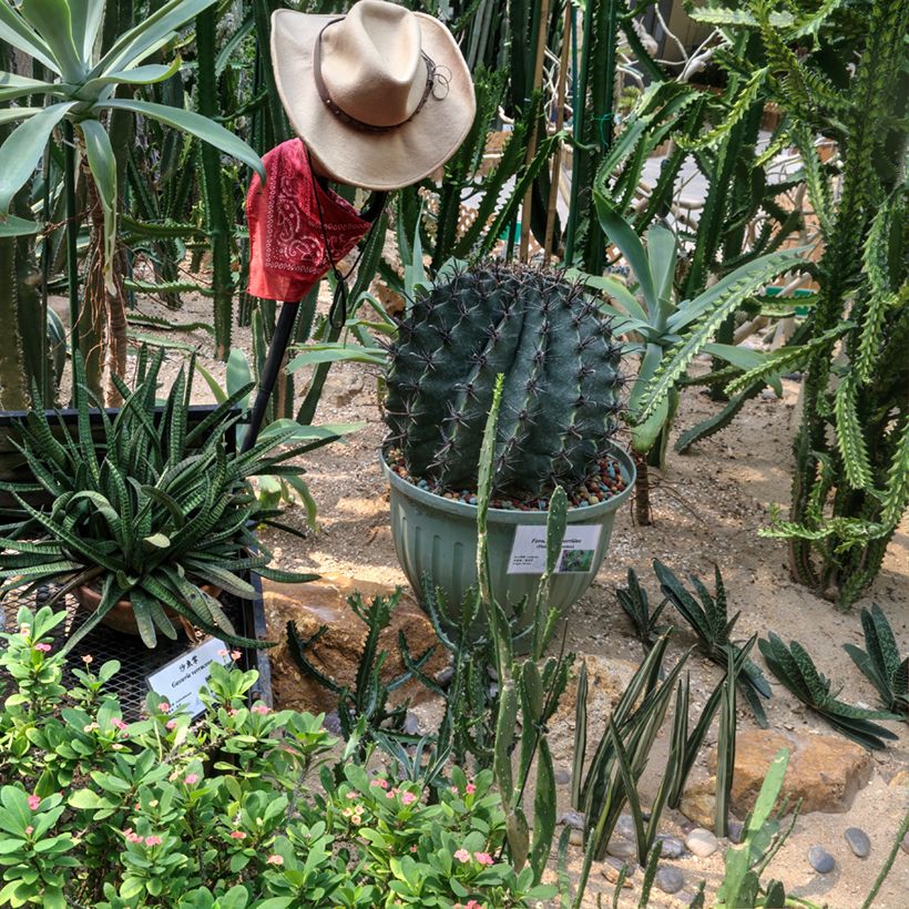 Ferocactus horridus (Hábito)