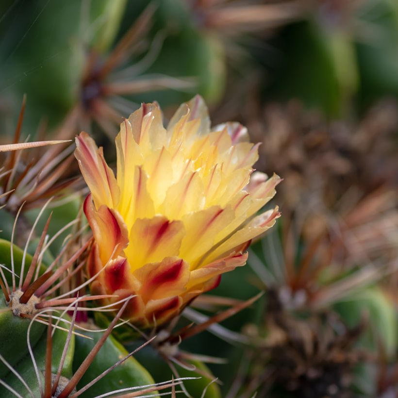 Ferocactus robustus (Floração)