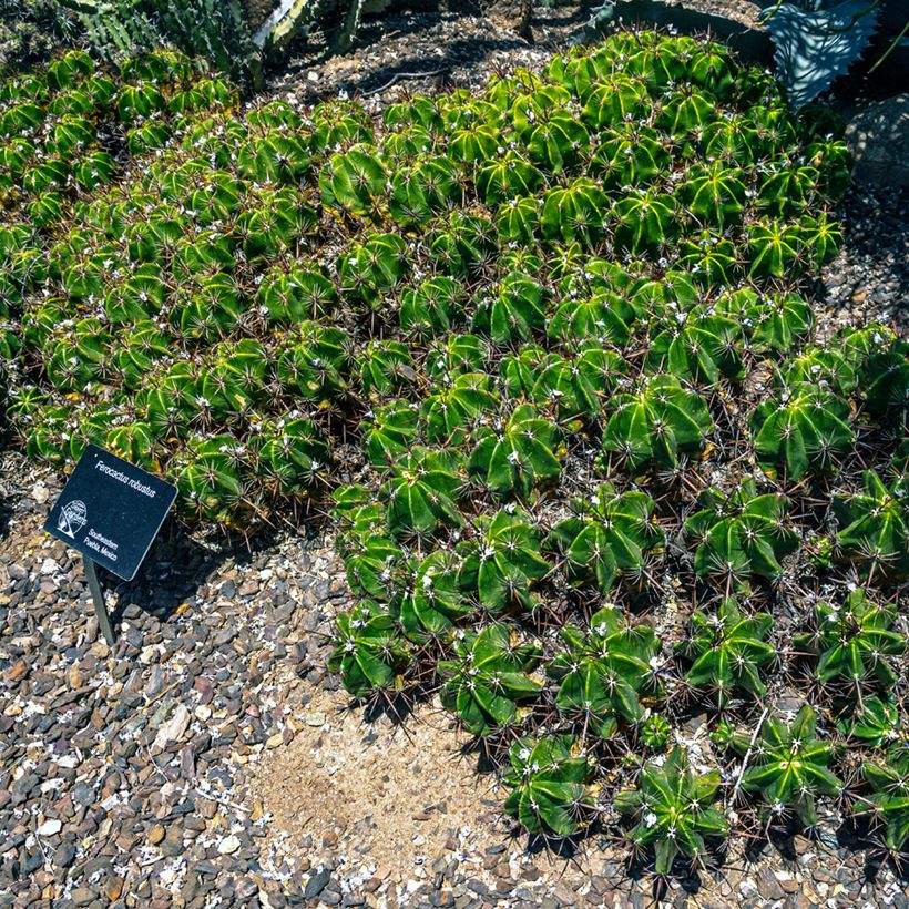 Ferocactus robustus (Hábito)