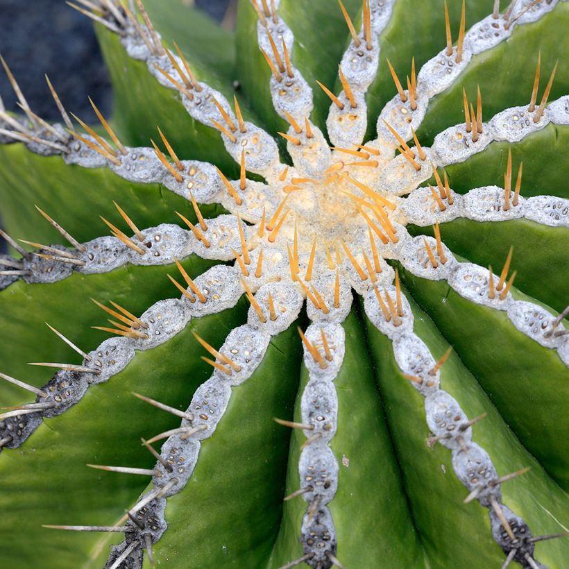 Ferocactus schwarzii (Folhagem)