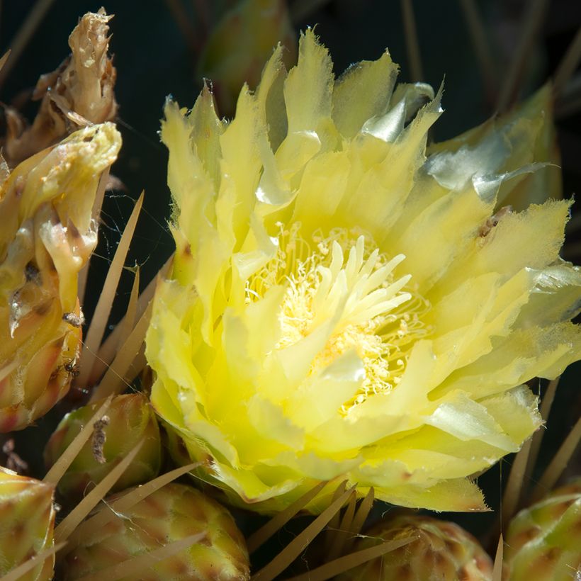 Ferocactus schwarzii (Floração)