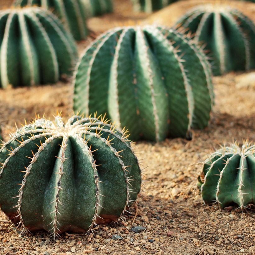 Ferocactus schwarzii (Hábito)