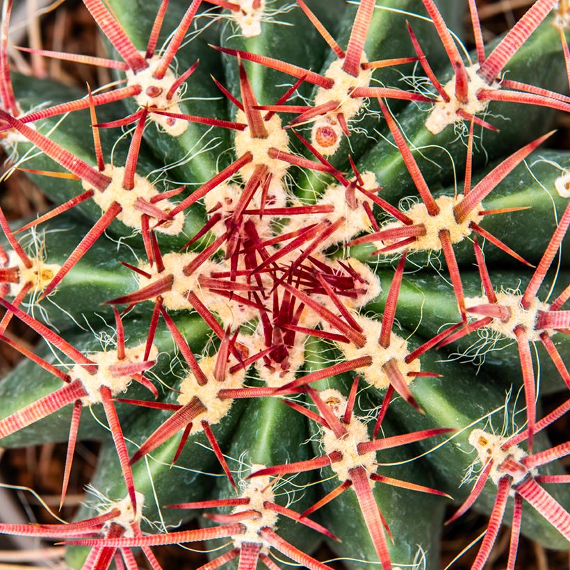 Ferocactus stainesii (Folhagem)