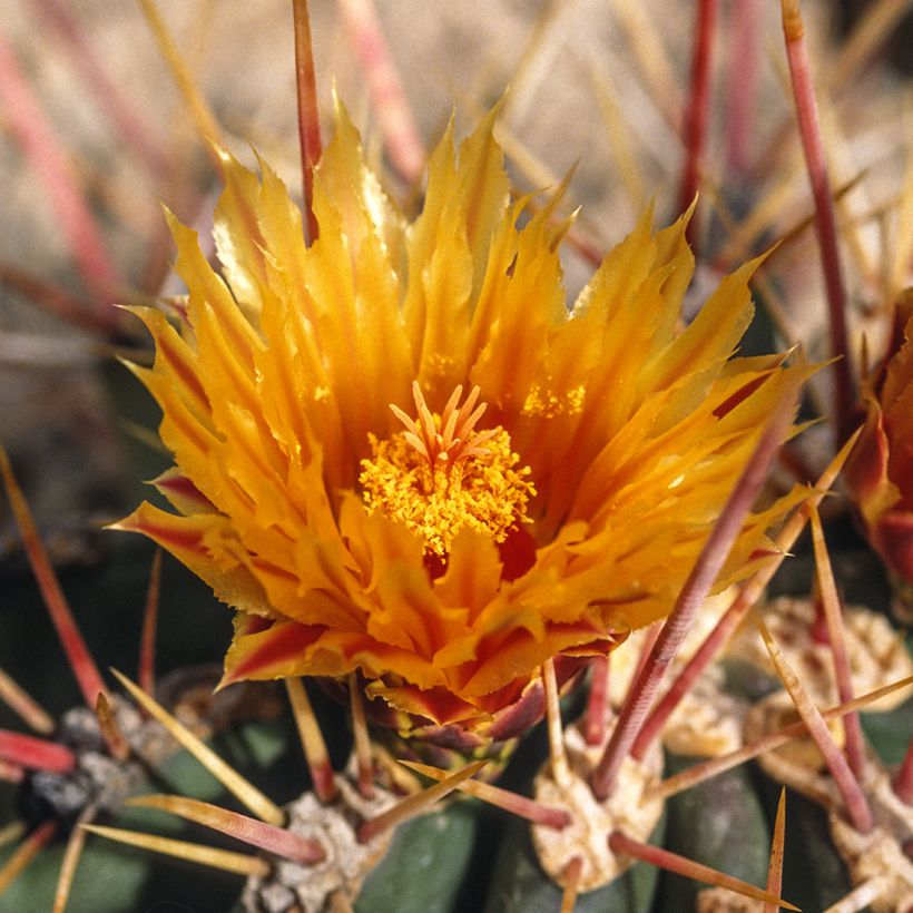 Ferocactus stainesii (Floração)
