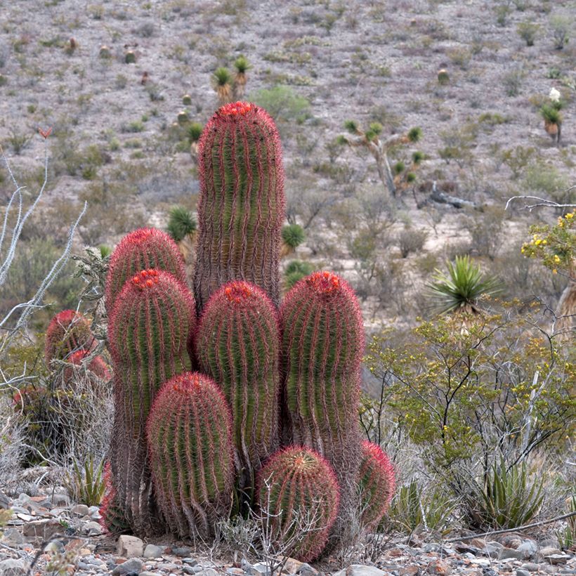 Ferocactus stainesii (Hábito)