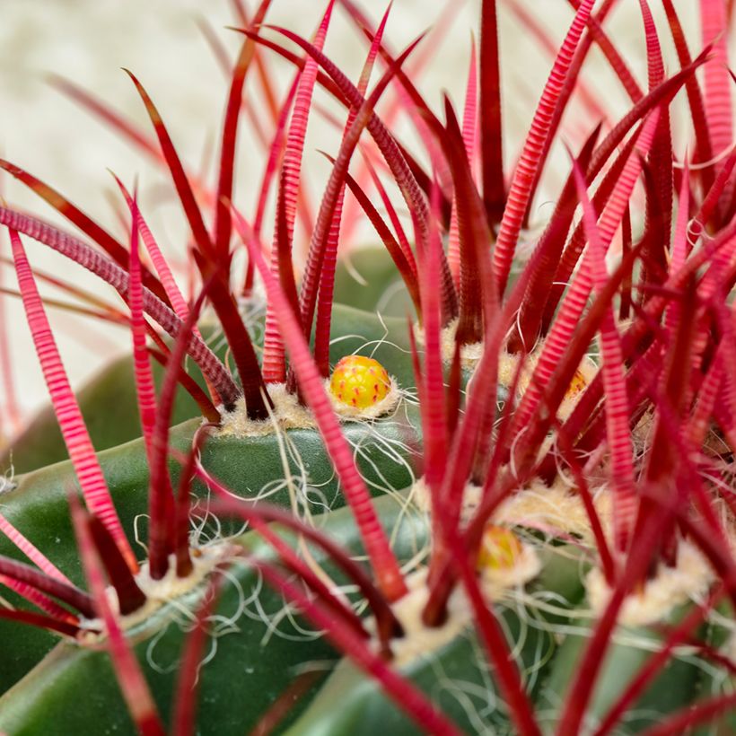 Ferocactus stainesii var. pilosus (Folhagem)