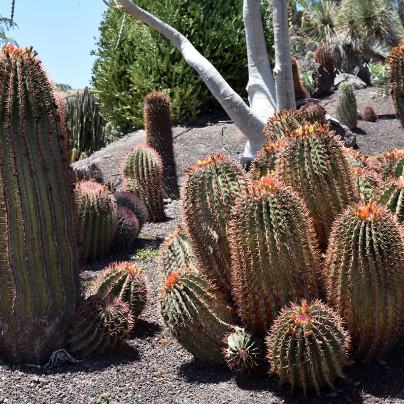 Ferocactus stainesii var. pilosus (Hábito)
