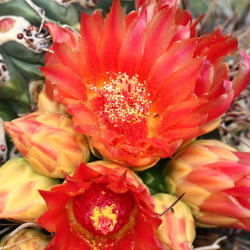 Ferocactus emoryi (Floração)