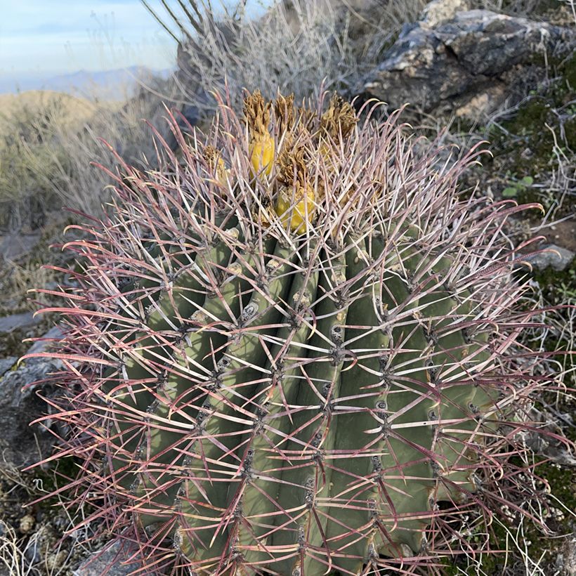 Ferocactus emoryi (Hábito)