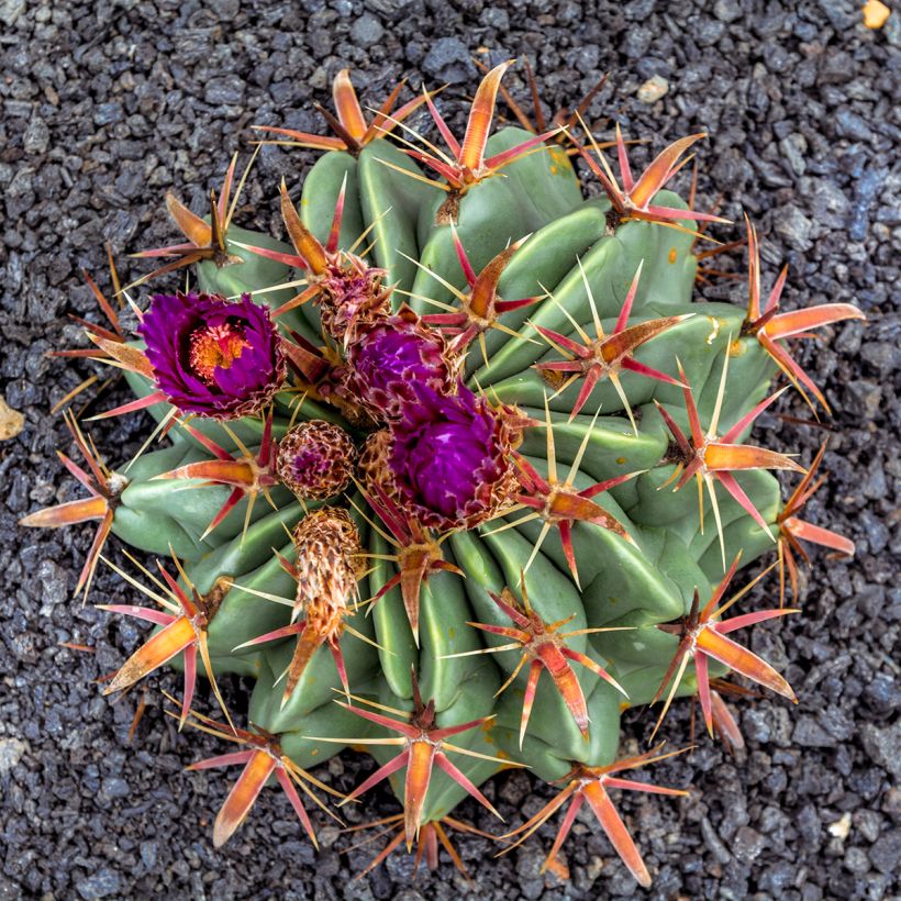 Ferocactus latispinus - Cacto-barril (Floração)