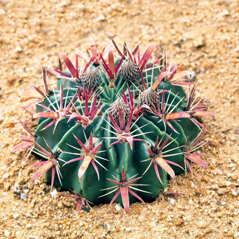 Ferocactus latispinus - Cacto-barril (Hábito)