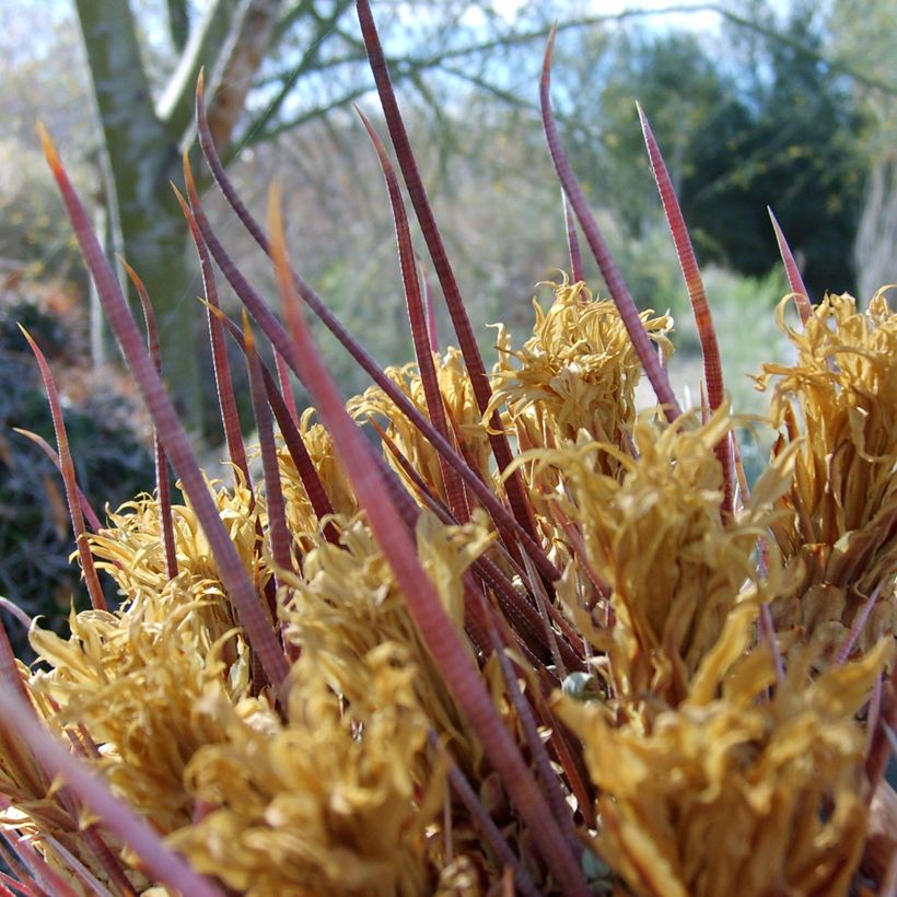 Ferocactus emoryi subsp. rectispinus (Folhagem)