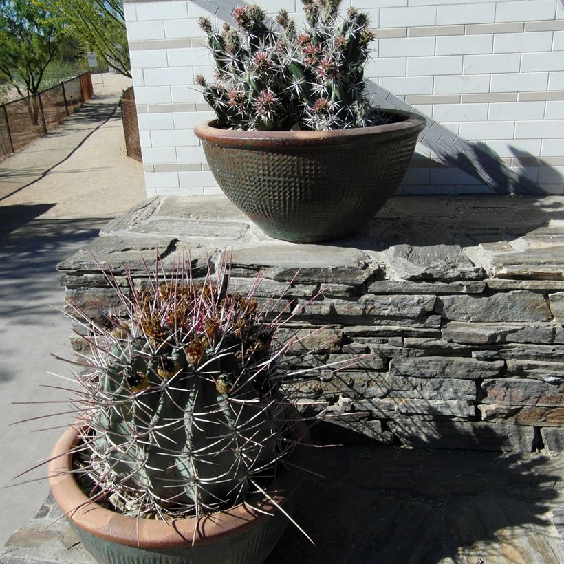 Ferocactus emoryi subsp. rectispinus (Hábito)