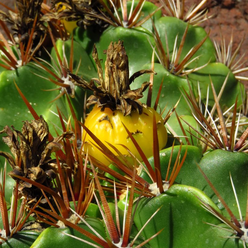 Ferocactus robustus (Colheita)