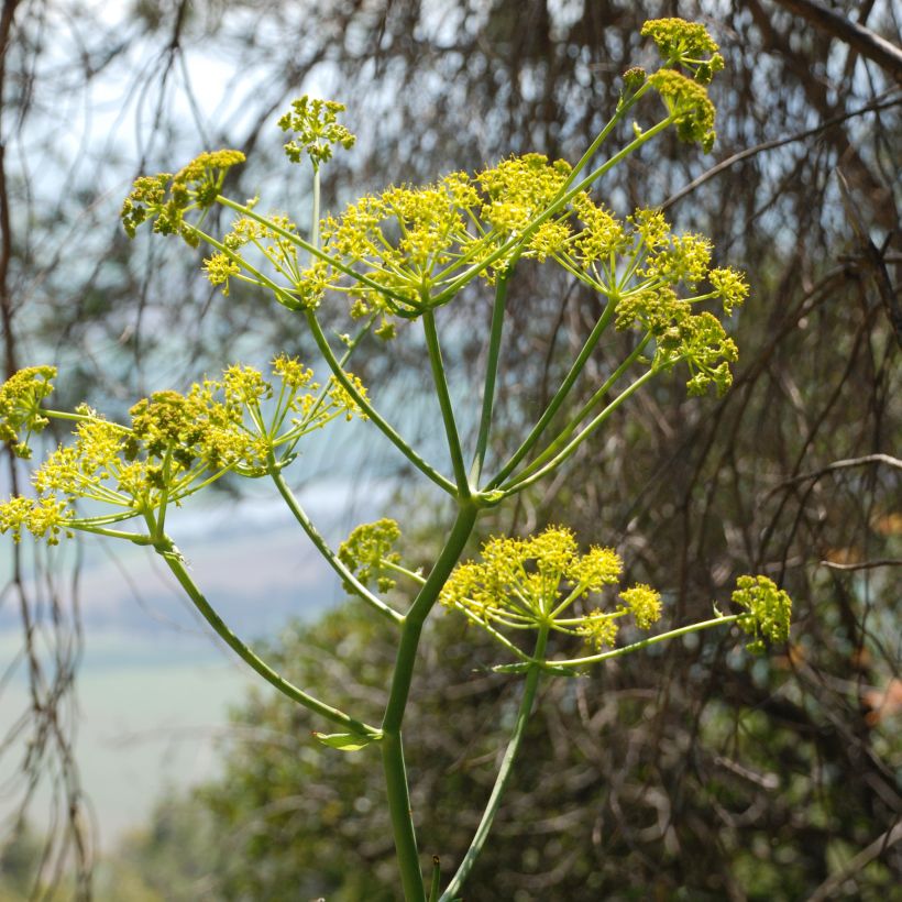 Ferula communis (Floração)