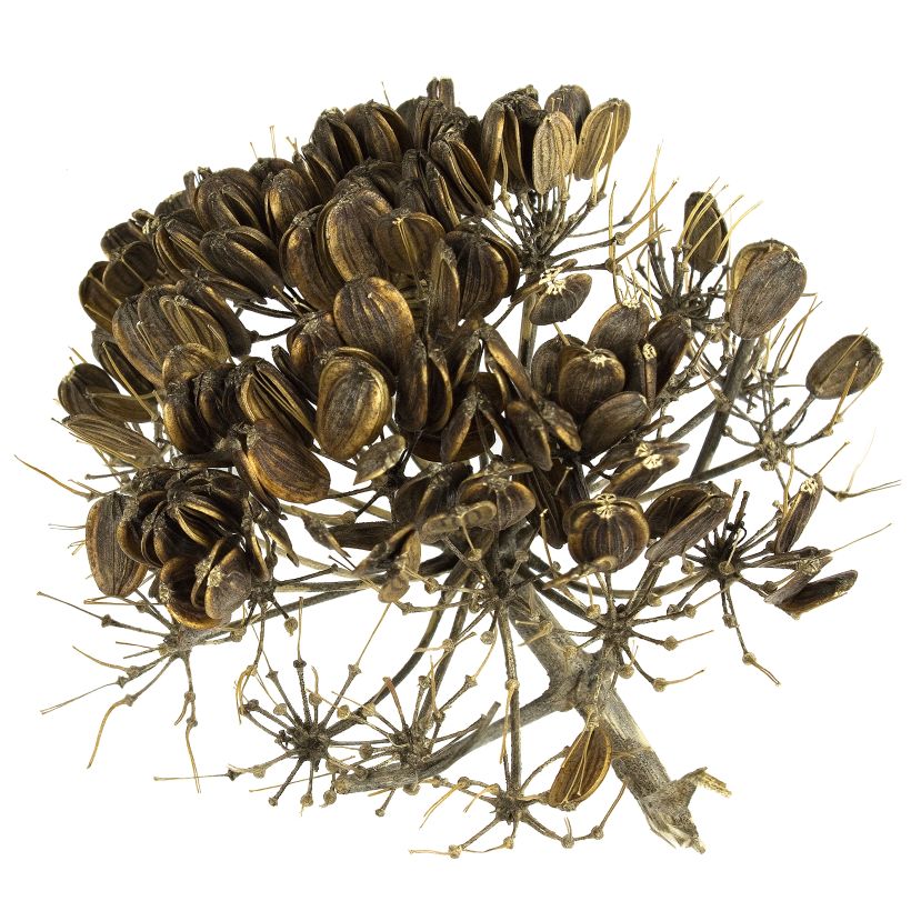 Ferula communis (Colheita)