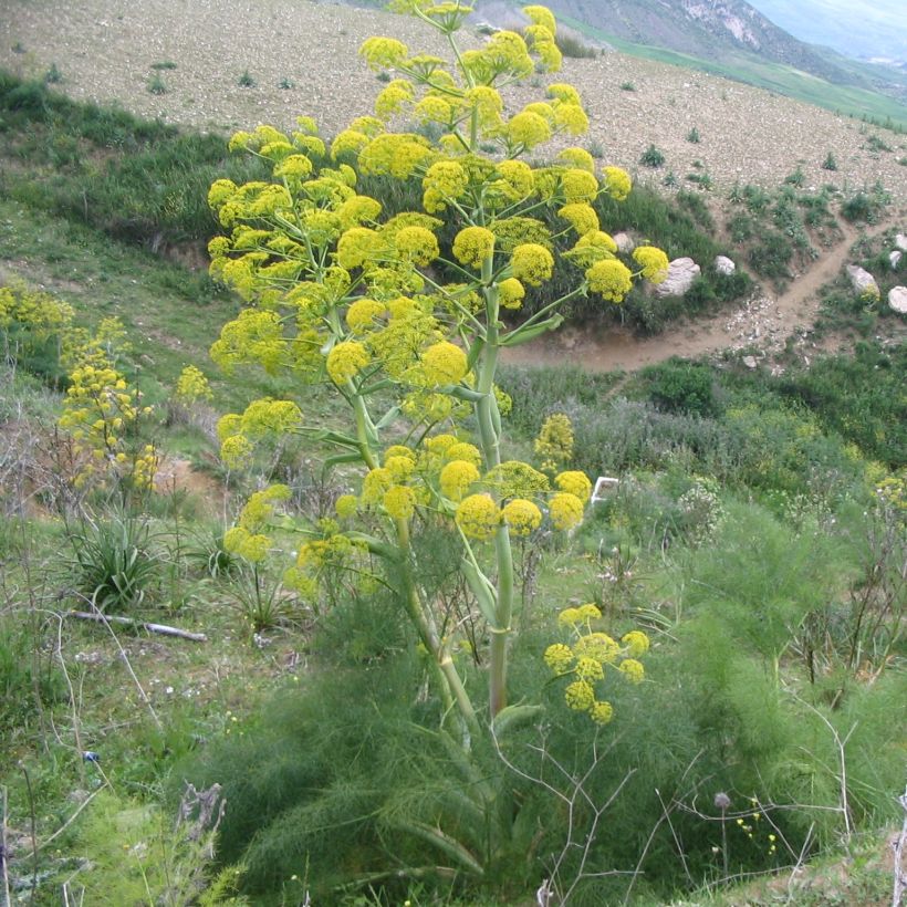 Ferula communis (Hábito)