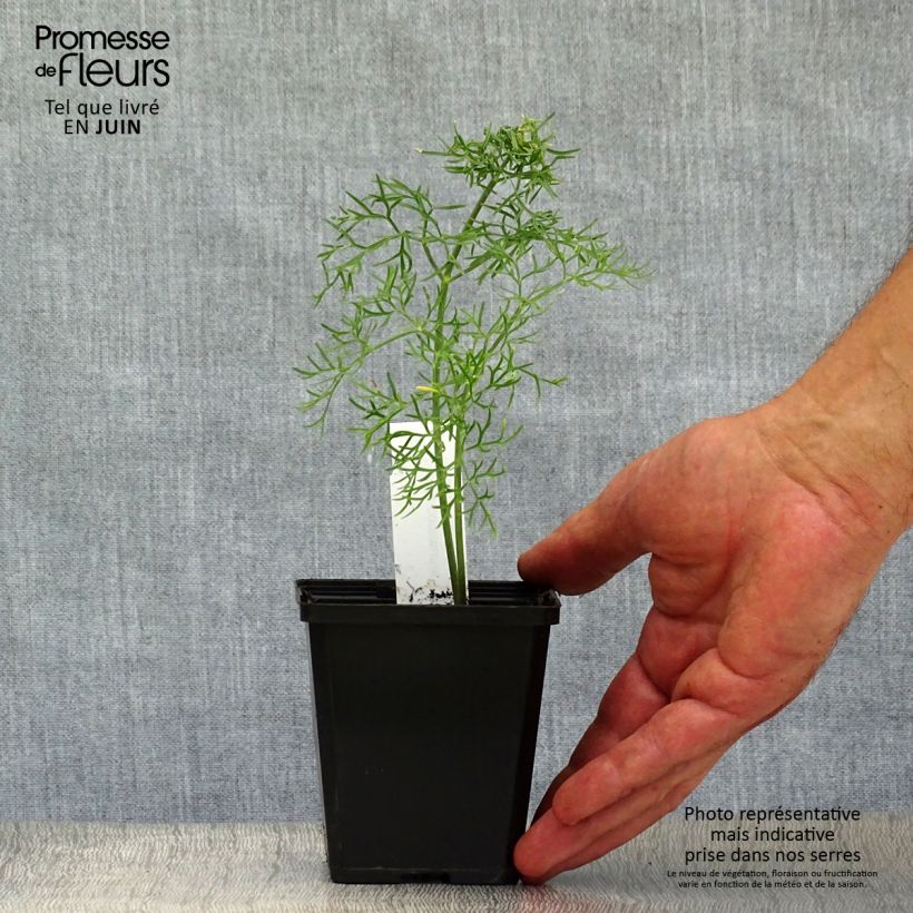 Amostra de Ferula communis Vaso de 8/9 cm tal como entregue no verão