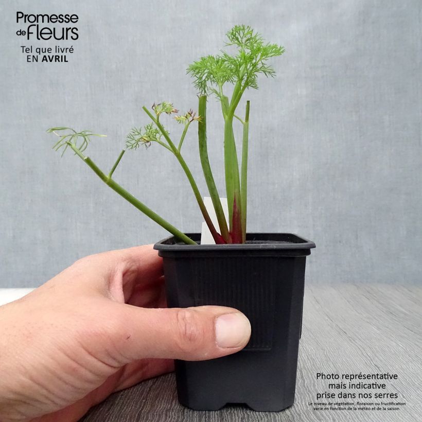 Amostra de Ferula communis Vaso de 8/9 cm tal como entregue na primavera