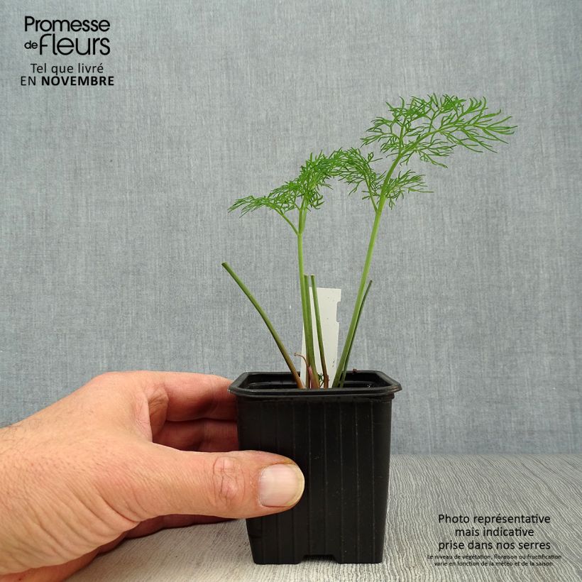 Amostra de Ferula communis Vaso de 8/9 cm tal como entregue no outono