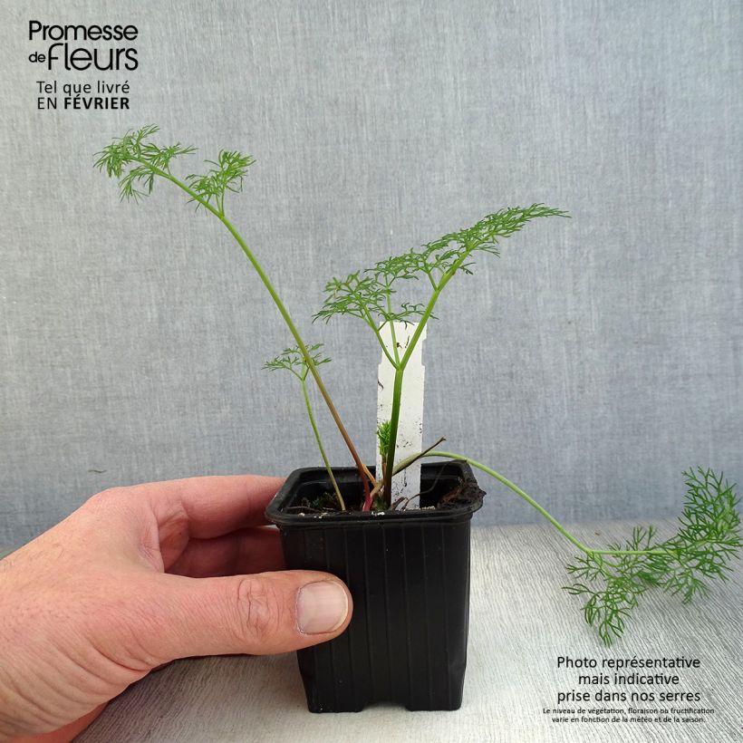 Amostra de Ferula communis Vaso de 8/9 cm tal como entregue no inverno