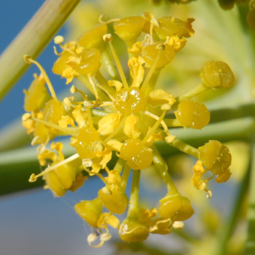 Ferula tingitana (Floração)