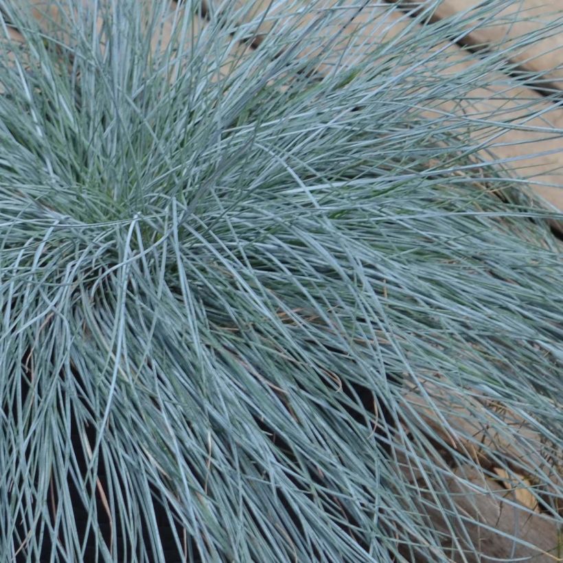 Festuca glauca Intense Blue (Folhagem)
