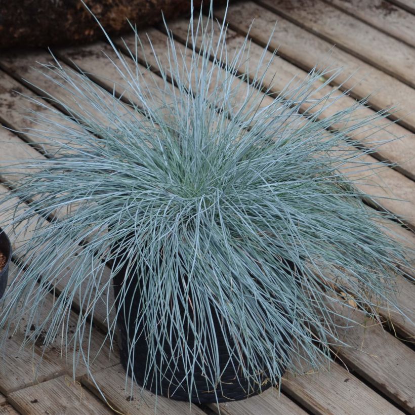 Festuca glauca Intense Blue (Hábito)
