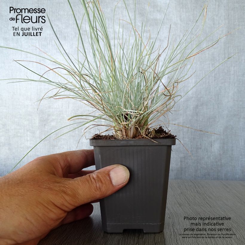 Amostra de Festuca glauca Intense Blue Vaso de 8/9 cm tal como entregue no verão